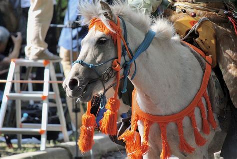 靑孀駙馬|馬のことを「あお」と呼ぶ理由は何か。 